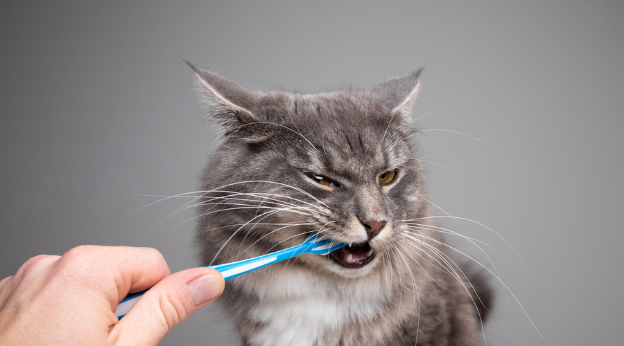 猫の歯磨き用品