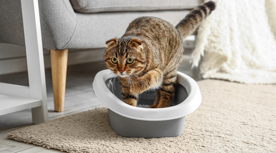 猫用トイレマットの消臭効果